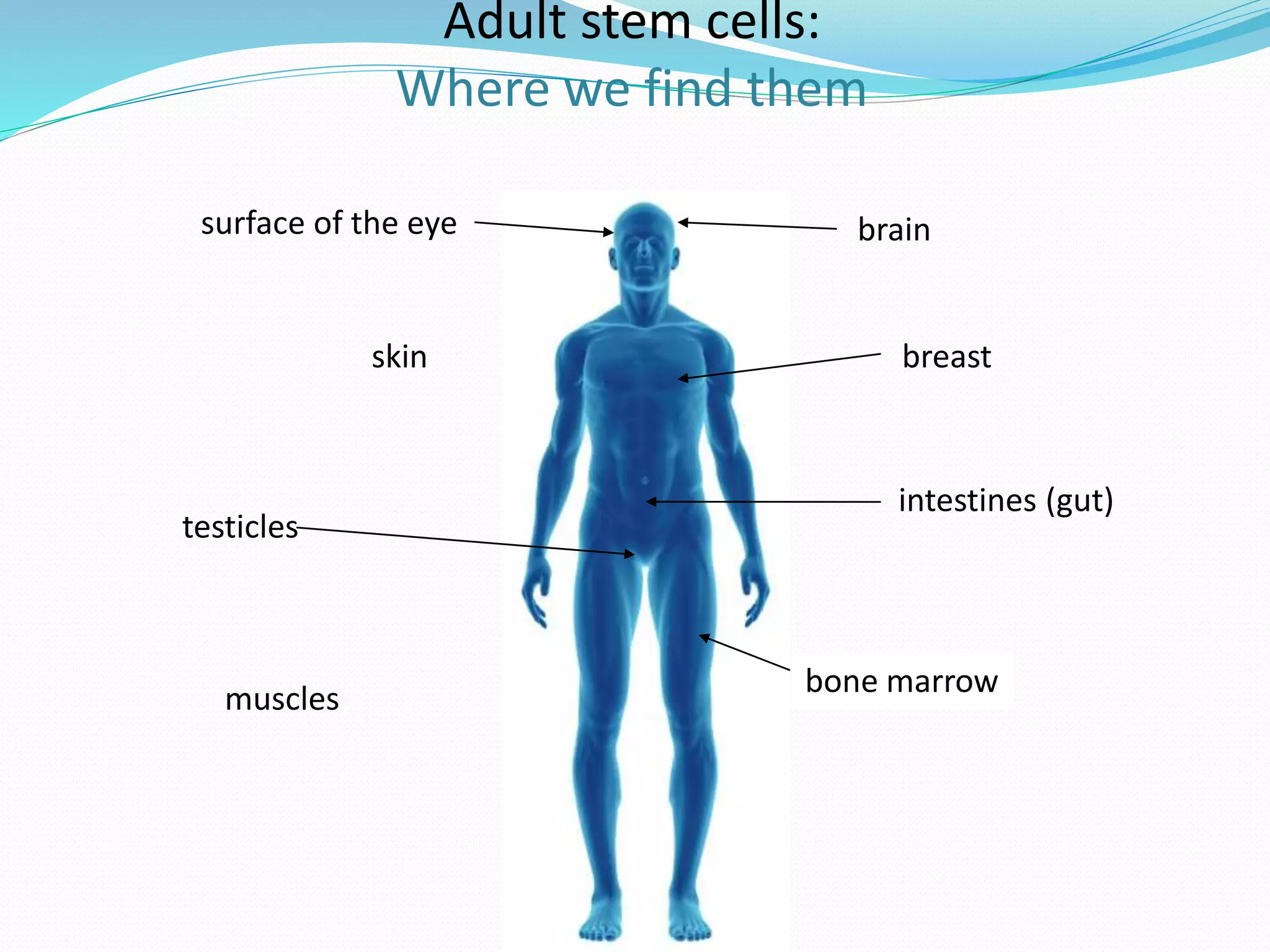 Adult stem cells:
Where we find them
muscles
skin
surface of the eye brain
breast
intestines (gut)
testicles
bone marrow
 
