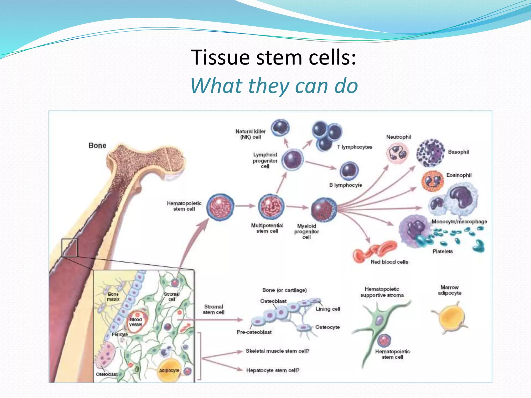 Tissue stem cells:
What they can do
 