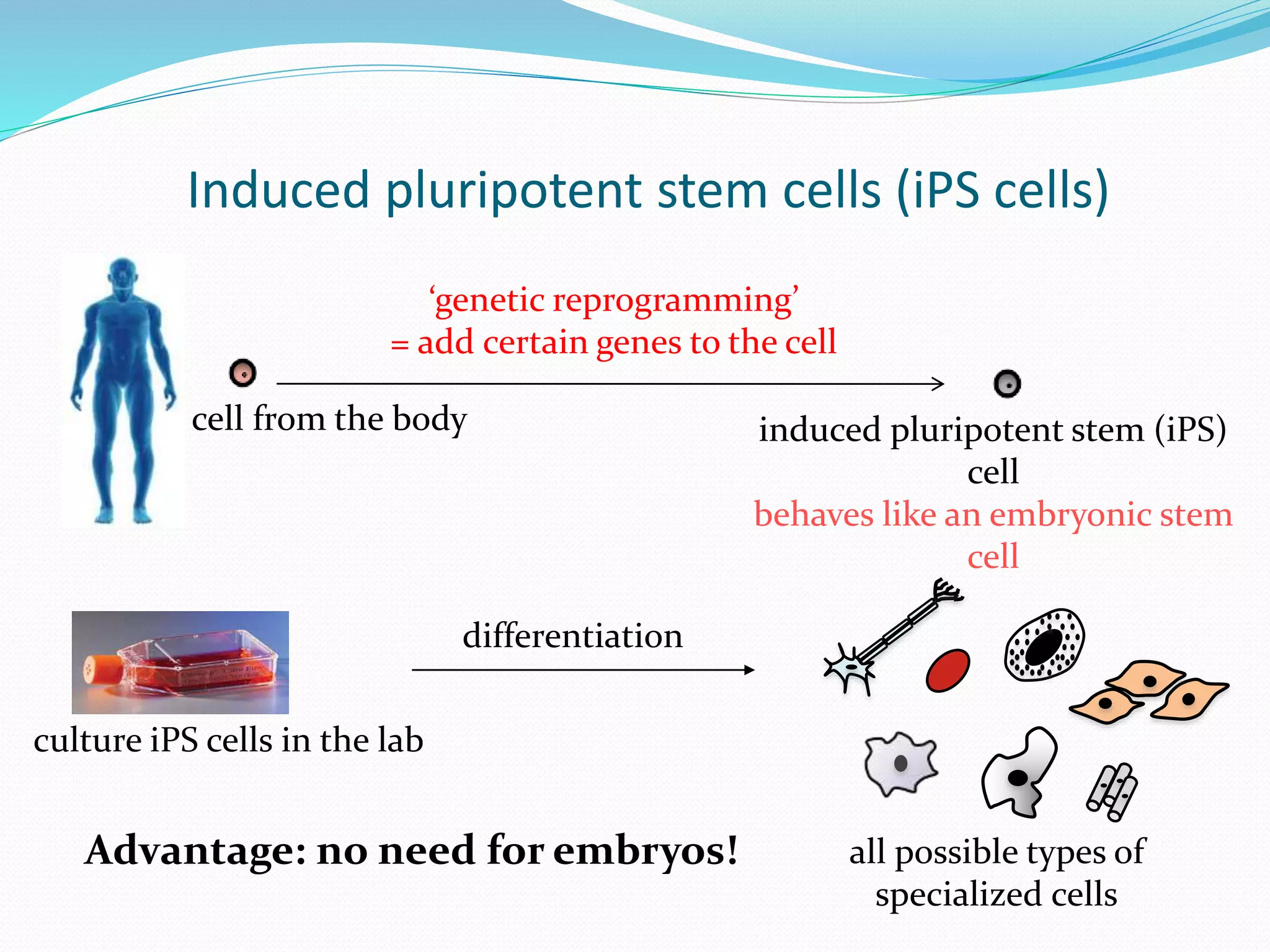 Induced pluripotent stem cells (iPS cells)
cell from the body
‘genetic reprogramming’
= add certain genes to the cell
induced pluripotent stem (iPS)
cell
behaves like an embryonic stem
cell
Advantage: no need for embryos! all possible types of
specialized cells
culture iPS cells in the lab
differentiation
 