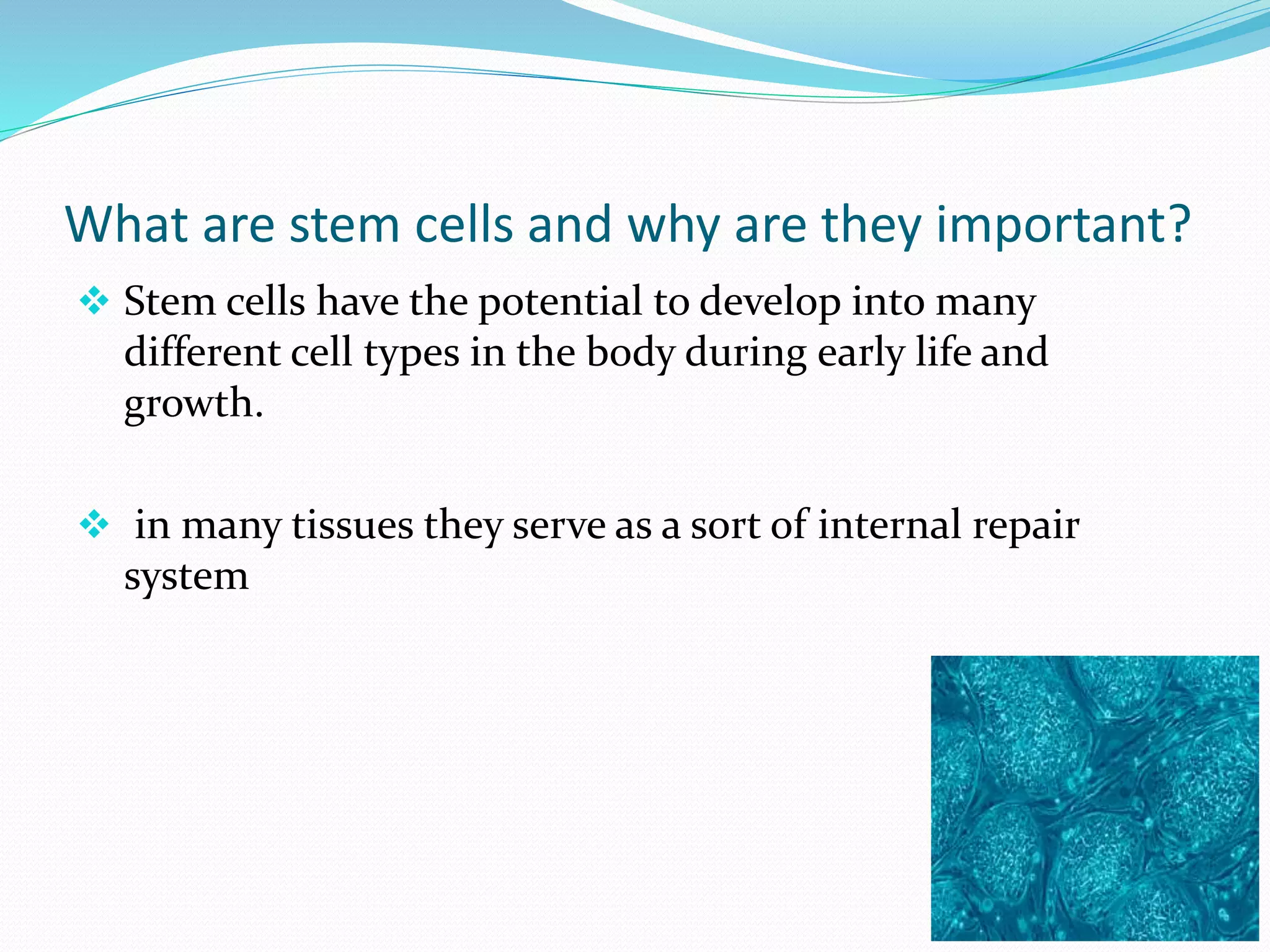 What are stem cells and why are they important?
 Stem cells have the potential to develop into many
different cell types in the body during early life and
growth.
 in many tissues they serve as a sort of internal repair
system
 