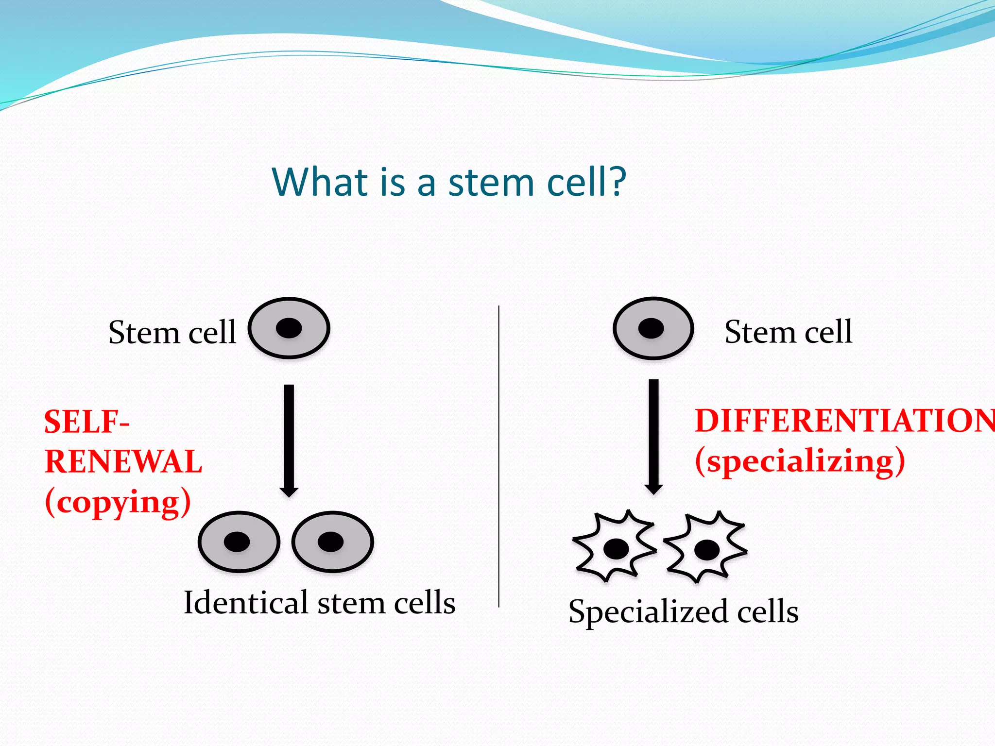 What is a stem cell?
Identical stem cells
Stem cell
SELF-
RENEWAL
(copying)
Stem cell
Specialized cells
DIFFERENTIATION
(specializing)
 