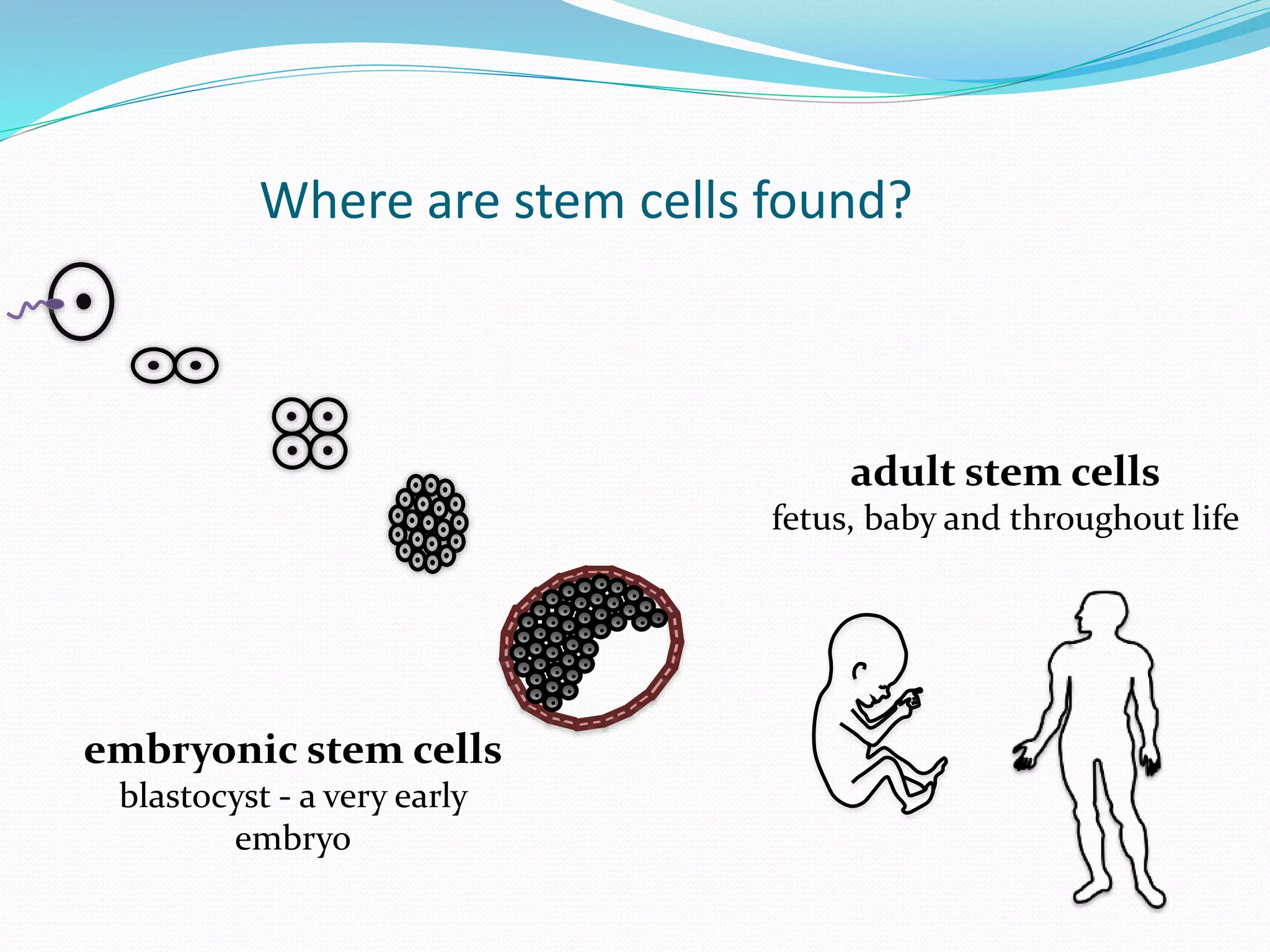 Where are stem cells found?
embryonic stem cells
blastocyst - a very early
embryo
adult stem cells
fetus, baby and throughout life
 