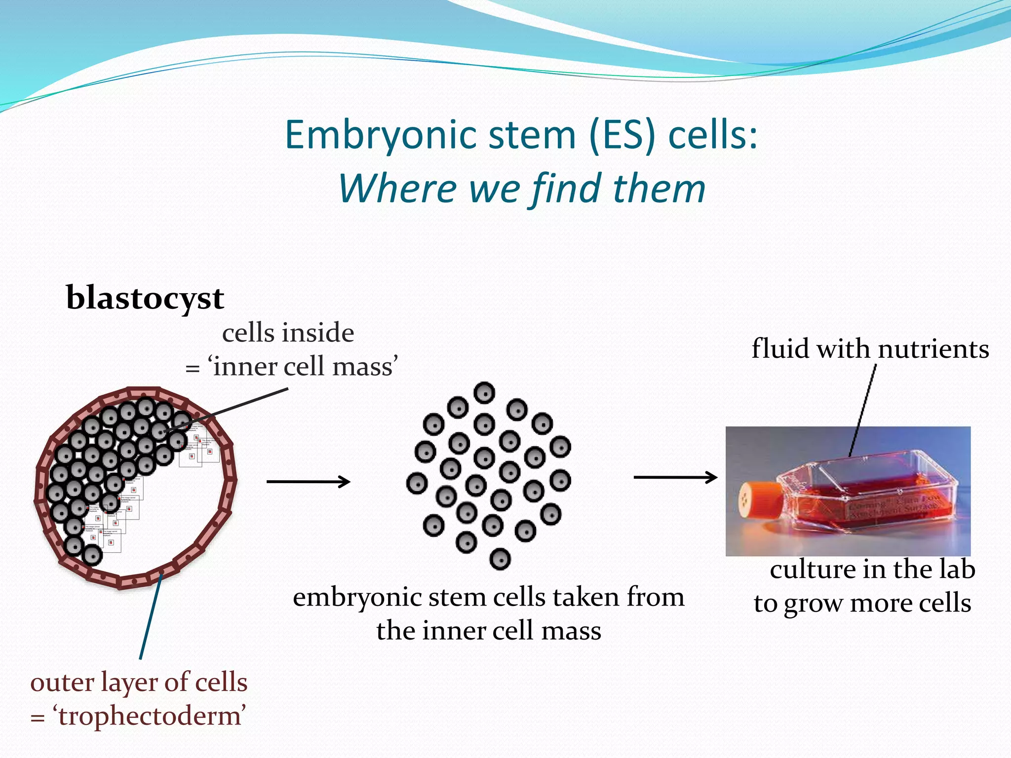 Embryonic stem (ES) cells:
Where we find them
blastocyst
outer layer of cells
= ‘trophectoderm’
cells inside
= ‘inner cell mass’
embryonic stem cells taken from
the inner cell mass
culture in the lab
to grow more cells
fluid with nutrients
 