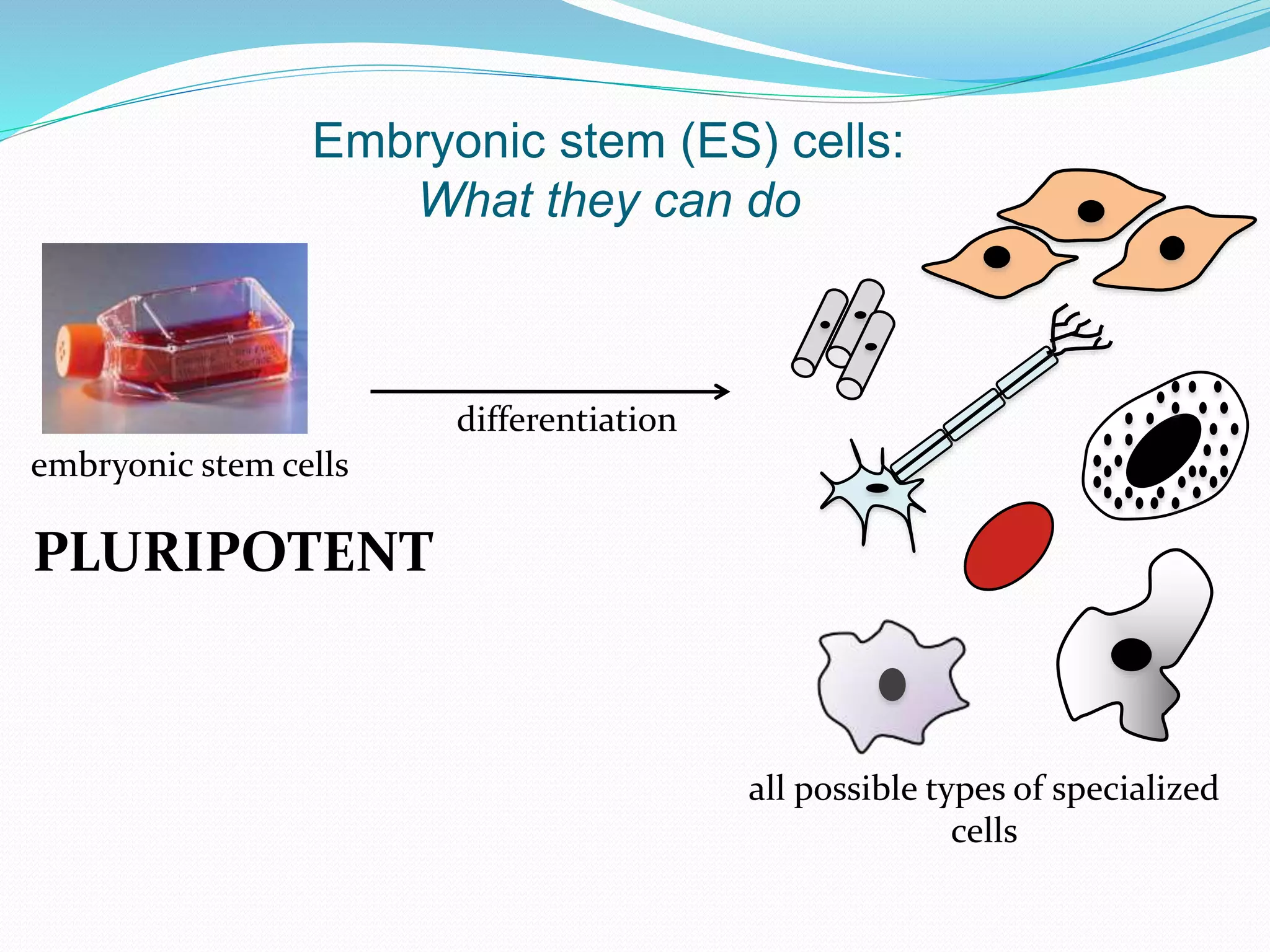 Embryonic stem (ES) cells:
What they can do
embryonic stem cells
PLURIPOTENT
all possible types of specialized
cells
differentiation
 