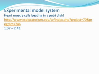 Experimental model system
Heart muscle cells beating in a petri dish!
http://www.exploratorium.edu/tv/index.php?project=70&pr
ogram=746
1:37 – 2:43
Videos by the Exploratorium
 