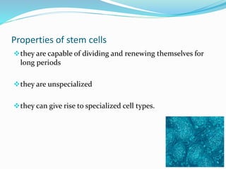 Properties of stem cells
they are capable of dividing and renewing themselves for
long periods
they are unspecialized
they can give rise to specialized cell types.
 