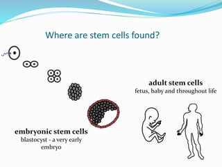 Where are stem cells found?
embryonic stem cells
blastocyst - a very early
embryo
adult stem cells
fetus, baby and throughout life
 