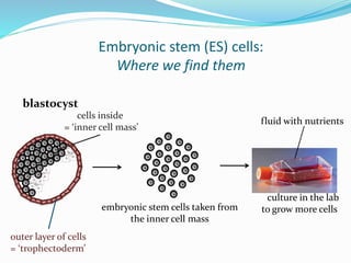 Embryonic stem (ES) cells:
Where we find them
blastocyst
outer layer of cells
= ‘trophectoderm’
cells inside
= ‘inner cell mass’
embryonic stem cells taken from
the inner cell mass
culture in the lab
to grow more cells
fluid with nutrients
 