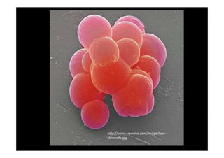 http://www.cryoviva.com/image/new-
stemcells.jpg
 