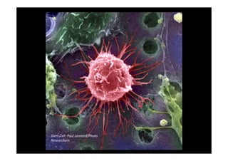 Stem Cell: Paul Leonard/Photo
Researchers
 
