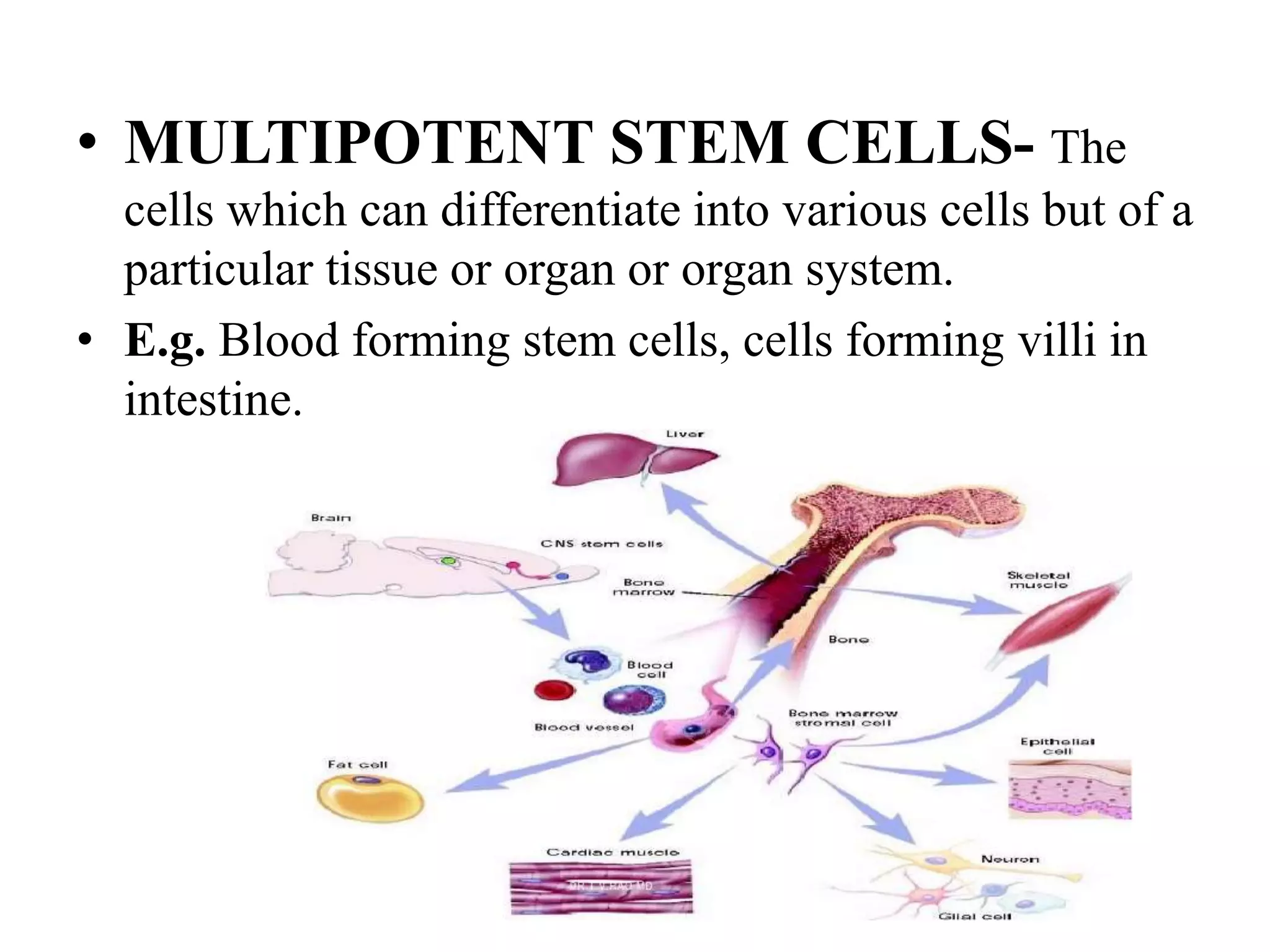 • MULTIPOTENT STEM CELLS- The
cells which can differentiate into various cells but of a
particular tissue or organ or organ system.
• E.g. Blood forming stem cells, cells forming villi in
intestine.
 