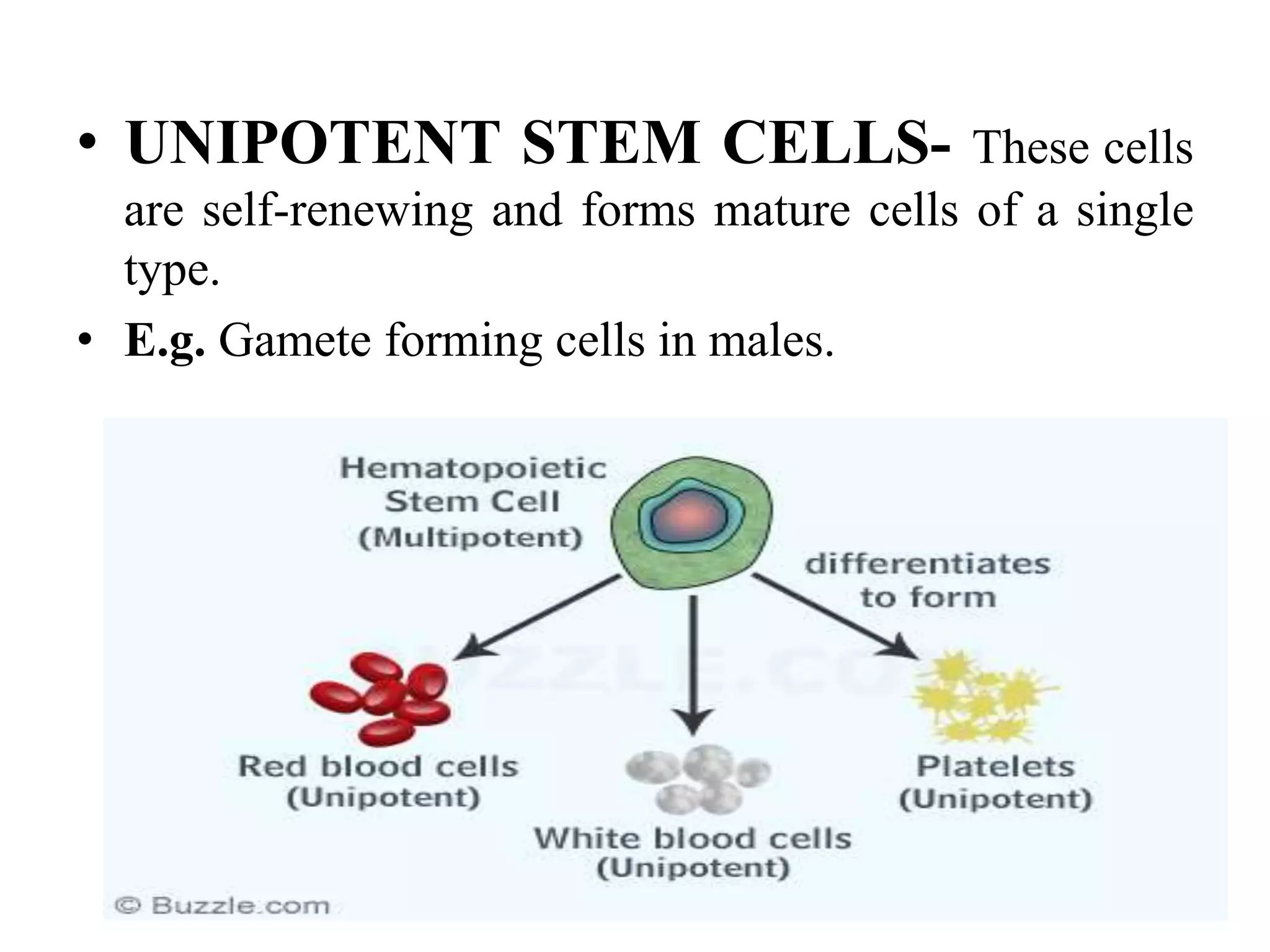 • UNIPOTENT STEM CELLS- These cells
are self-renewing and forms mature cells of a single
type.
• E.g. Gamete forming cells in males.
 