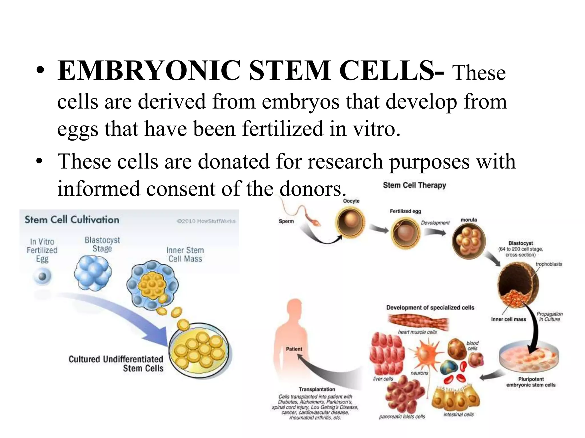 • EMBRYONIC STEM CELLS- These
cells are derived from embryos that develop from
eggs that have been fertilized in vitro.
• These cells are donated for research purposes with
informed consent of the donors.
 