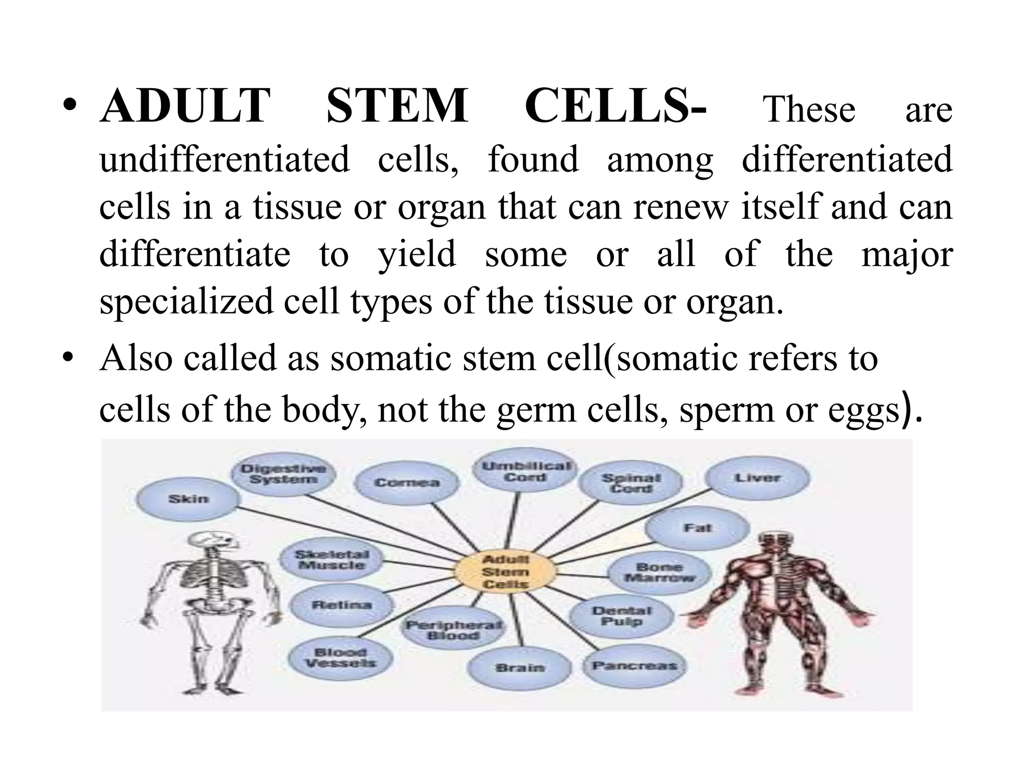 • ADULT STEM CELLS- These are
undifferentiated cells, found among differentiated
cells in a tissue or organ that can renew itself and can
differentiate to yield some or all of the major
specialized cell types of the tissue or organ.
• Also called as somatic stem cell(somatic refers to
cells of the body, not the germ cells, sperm or eggs).
 