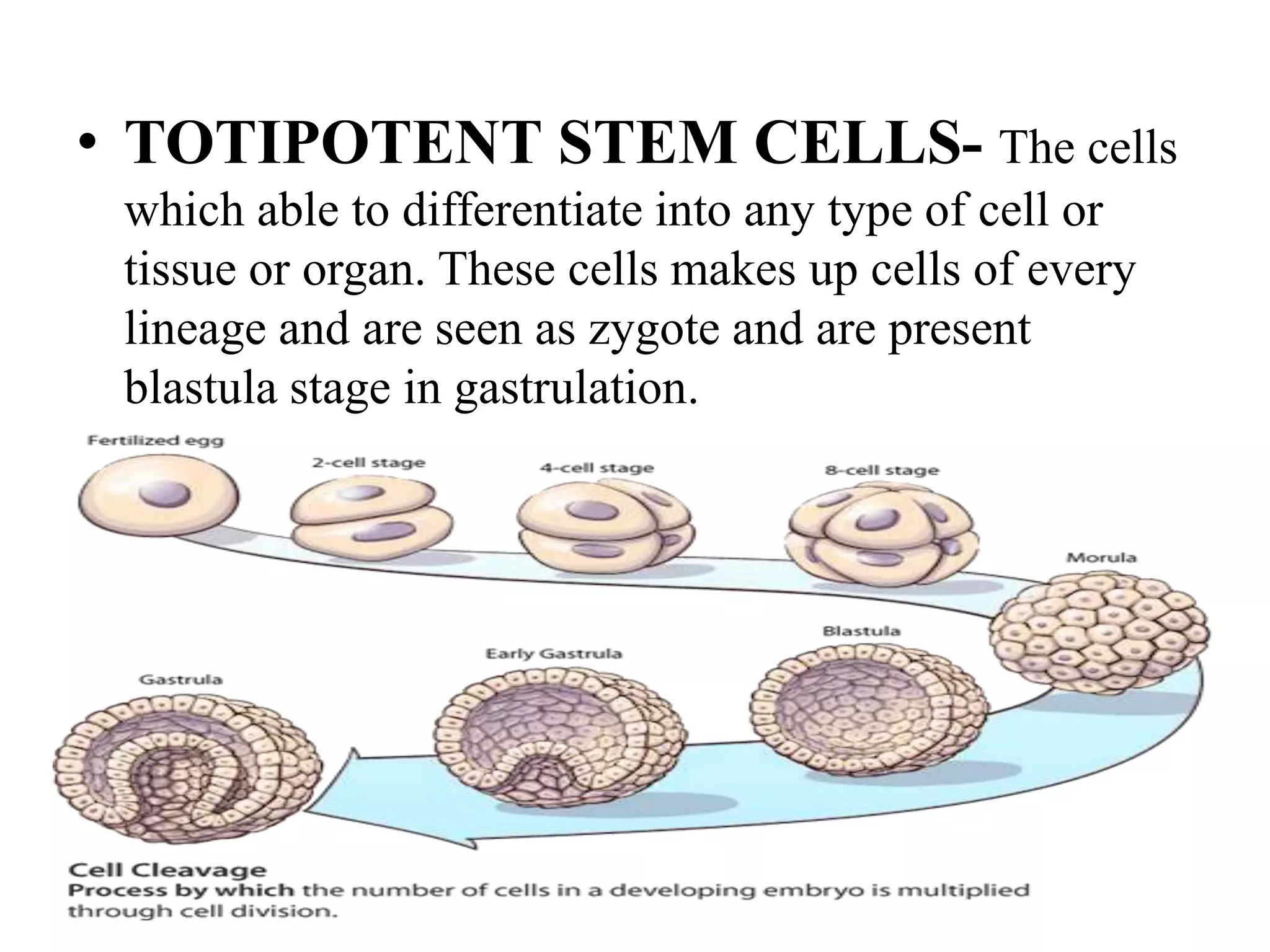 • TOTIPOTENT STEM CELLS- The cells
which able to differentiate into any type of cell or
tissue or organ. These cells makes up cells of every
lineage and are seen as zygote and are present
blastula stage in gastrulation.
 