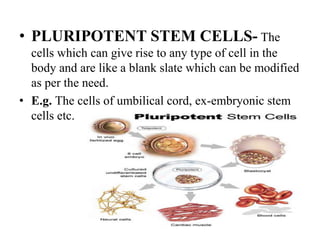 • PLURIPOTENT STEM CELLS- The
cells which can give rise to any type of cell in the
body and are like a blank slate which can be modified
as per the need.
• E.g. The cells of umbilical cord, ex-embryonic stem
cells etc.
 