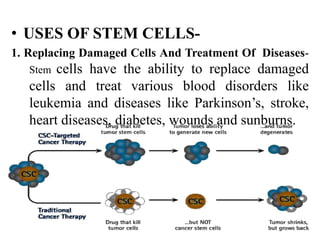 • USES OF STEM CELLS-
1. Replacing Damaged Cells And Treatment Of Diseases-
Stem cells have the ability to replace damaged
cells and treat various blood disorders like
leukemia and diseases like Parkinson’s, stroke,
heart diseases, diabetes, wounds and sunburns.
 