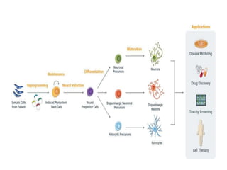 An overview:Stem cells 