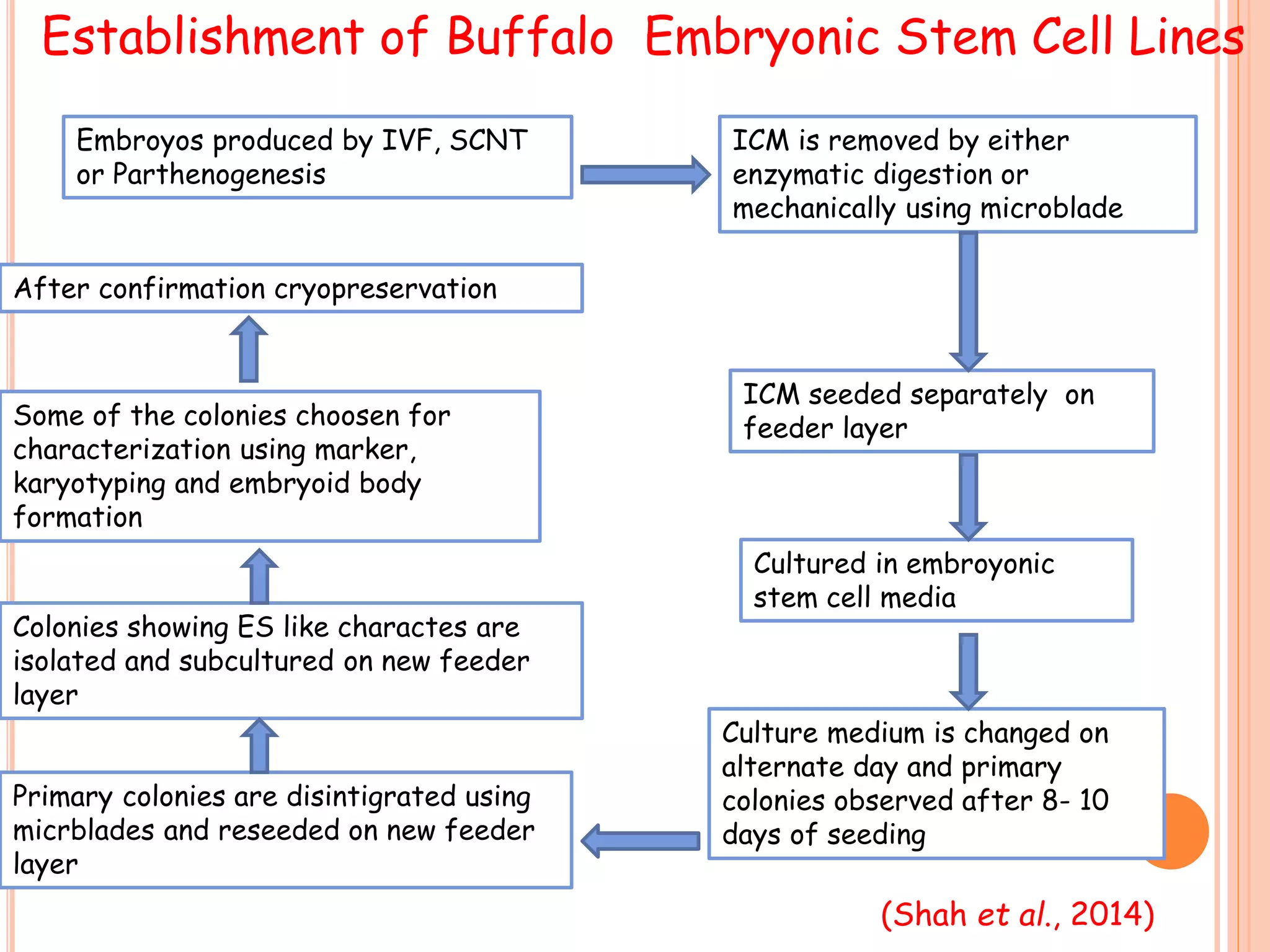 Establishment of Buffalo Embryonic Stem Cell Lines
Embroyos produced by IVF, SCNT
or Parthenogenesis
ICM is removed by either
enzymatic digestion or
mechanically using microblade
ICM seeded separately on
feeder layer
Cultured in embroyonic
stem cell media
Culture medium is changed on
alternate day and primary
colonies observed after 8- 10
days of seeding
Primary colonies are disintigrated using
micrblades and reseeded on new feeder
layer
Colonies showing ES like charactes are
isolated and subcultured on new feeder
layer
Some of the colonies choosen for
characterization using marker,
karyotyping and embryoid body
formation
After confirmation cryopreservation
(Shah et al., 2014)
 