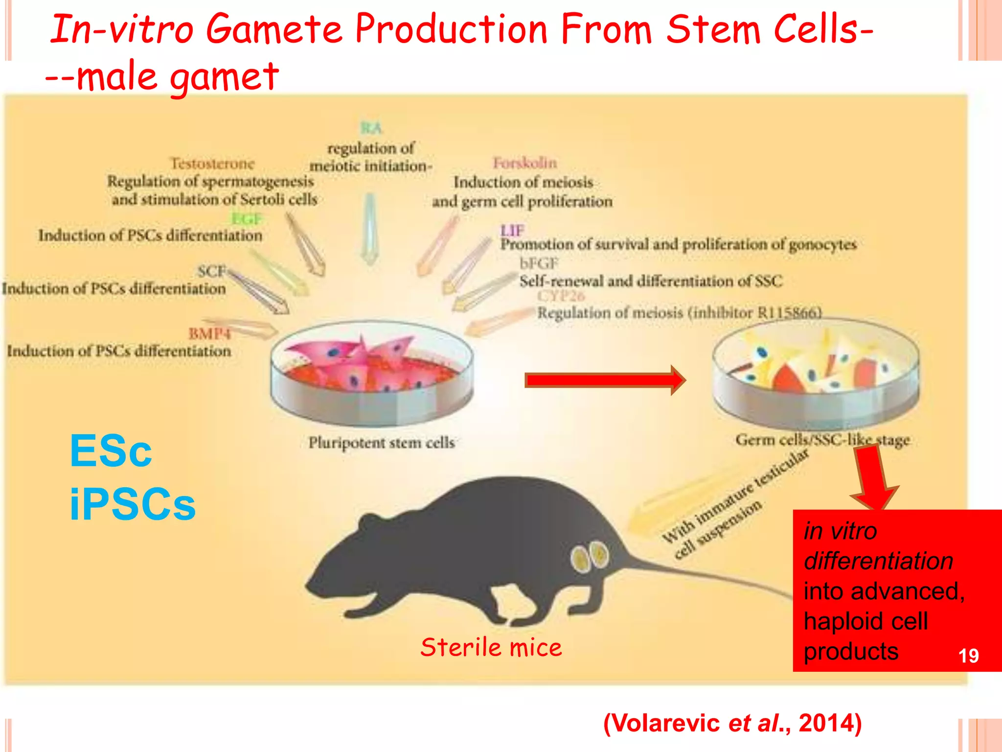In-vitro Gamete Production From Stem Cells-
--male gamet
(Volarevic et al., 2014)
ESc
iPSCs in vitro
differentiation
into advanced,
haploid cell
products 19Sterile mice
 