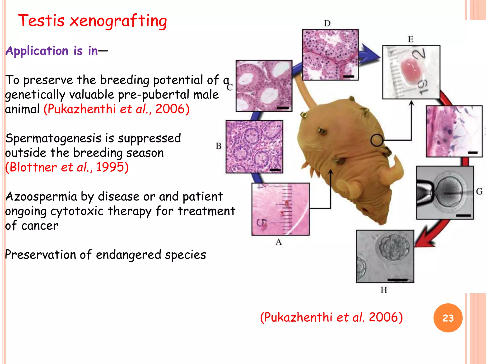Testis xenografting
Application is in—
To preserve the breeding potential of a
genetically valuable pre-pubertal male
animal (Pukazhenthi et al., 2006)
Spermatogenesis is suppressed
outside the breeding season
(Blottner et al., 1995)
Azoospermia by disease or and patient
ongoing cytotoxic therapy for treatment
of cancer
Preservation of endangered species
(Pukazhenthi et al. 2006) 23
 