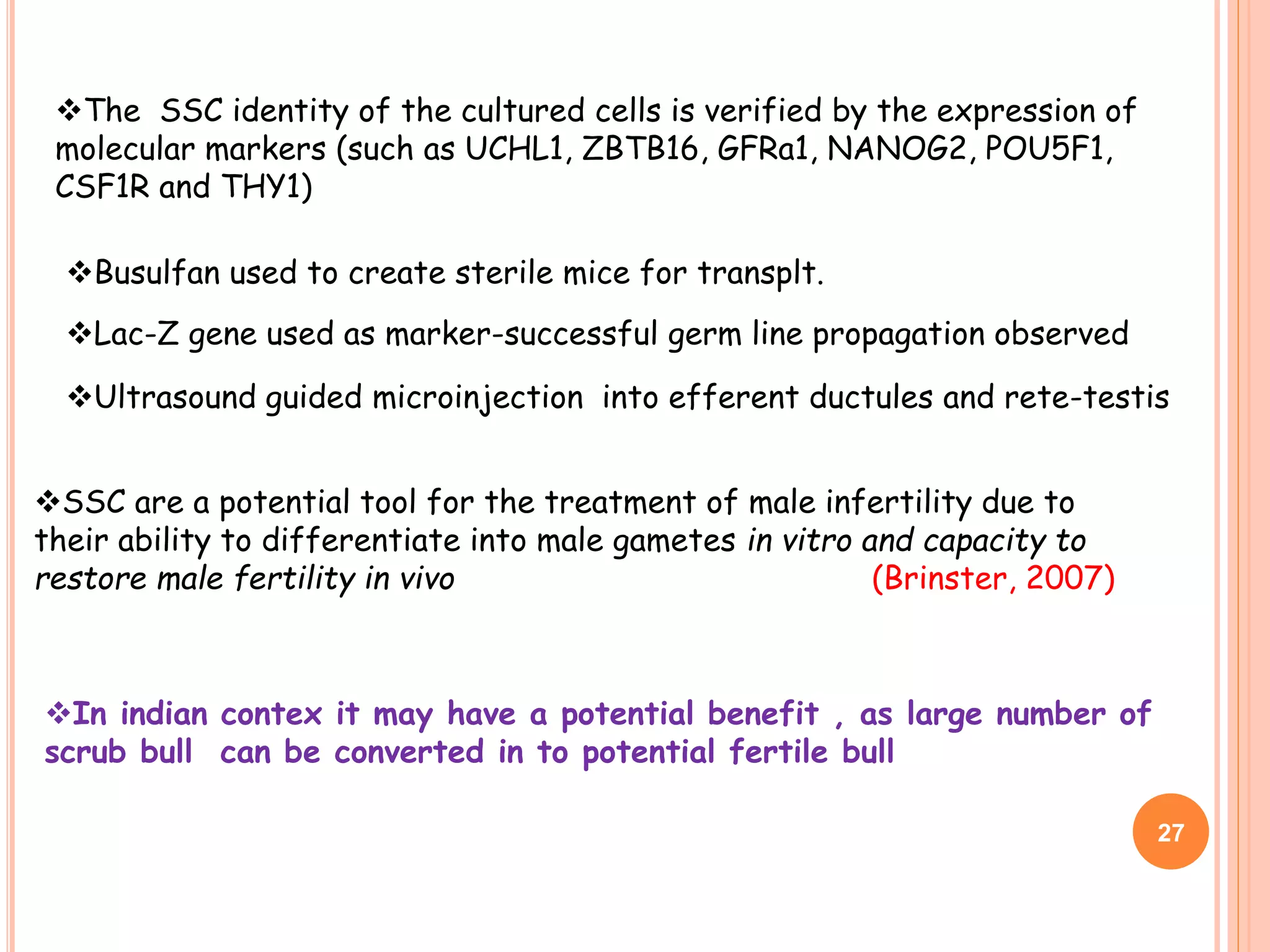 SSC are a potential tool for the treatment of male infertility due to
their ability to differentiate into male gametes in vitro and capacity to
restore male fertility in vivo (Brinster, 2007)
In indian contex it may have a potential benefit , as large number of
scrub bull can be converted in to potential fertile bull
The SSC identity of the cultured cells is verified by the expression of
molecular markers (such as UCHL1, ZBTB16, GFRa1, NANOG2, POU5F1,
CSF1R and THY1)
Busulfan used to create sterile mice for transplt.
Lac-Z gene used as marker-successful germ line propagation observed
Ultrasound guided microinjection into efferent ductules and rete-testis
27
 