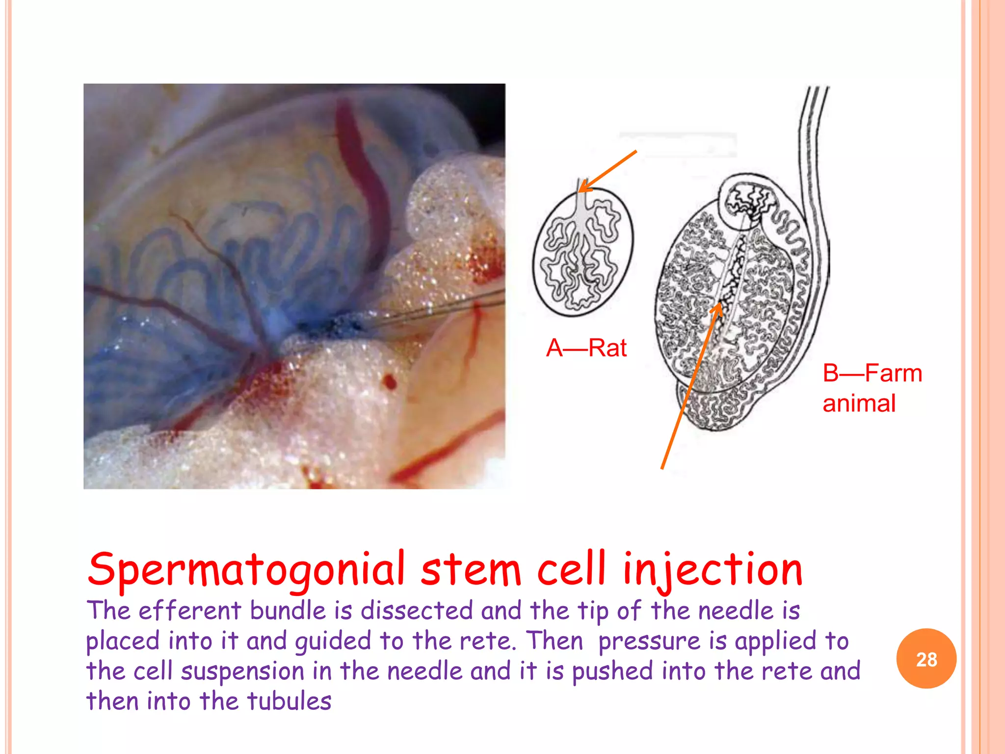Spermatogonial stem cell injection
The efferent bundle is dissected and the tip of the needle is
placed into it and guided to the rete. Then pressure is applied to
the cell suspension in the needle and it is pushed into the rete and
then into the tubules
28
A—Rat
B—Farm
animal
 