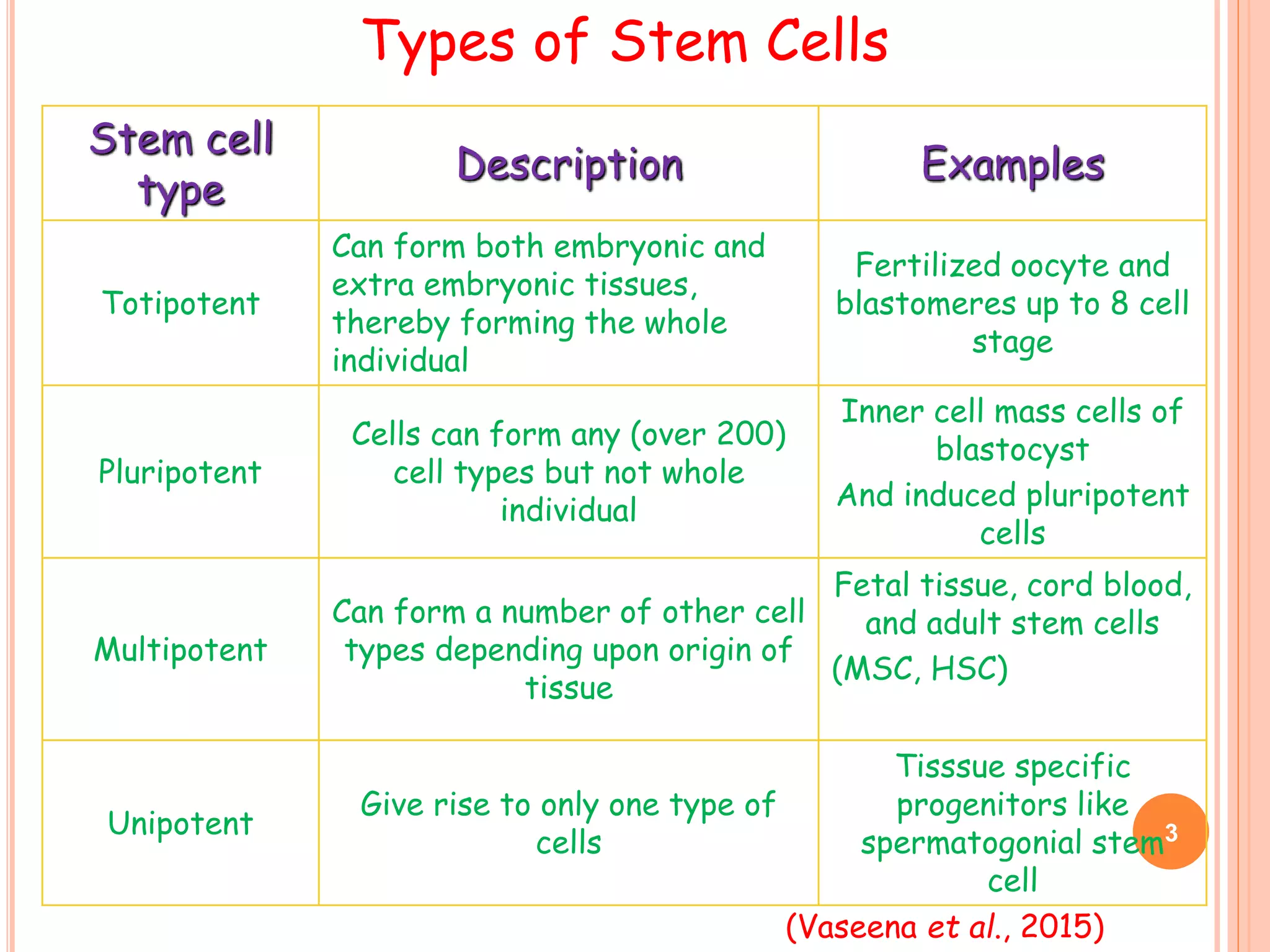 Types of Stem Cells
Stem cell
type
Description Examples
Totipotent
Can form both embryonic and
extra embryonic tissues,
thereby forming the whole
individual
Fertilized oocyte and
blastomeres up to 8 cell
stage
Pluripotent
Cells can form any (over 200)
cell types but not whole
individual
Inner cell mass cells of
blastocyst
And induced pluripotent
cells
Multipotent
Can form a number of other cell
types depending upon origin of
tissue
Fetal tissue, cord blood,
and adult stem cells
(MSC, HSC)
Unipotent
Give rise to only one type of
cells
Tisssue specific
progenitors like
spermatogonial stem
cell
3
(Vaseena et al., 2015)
 