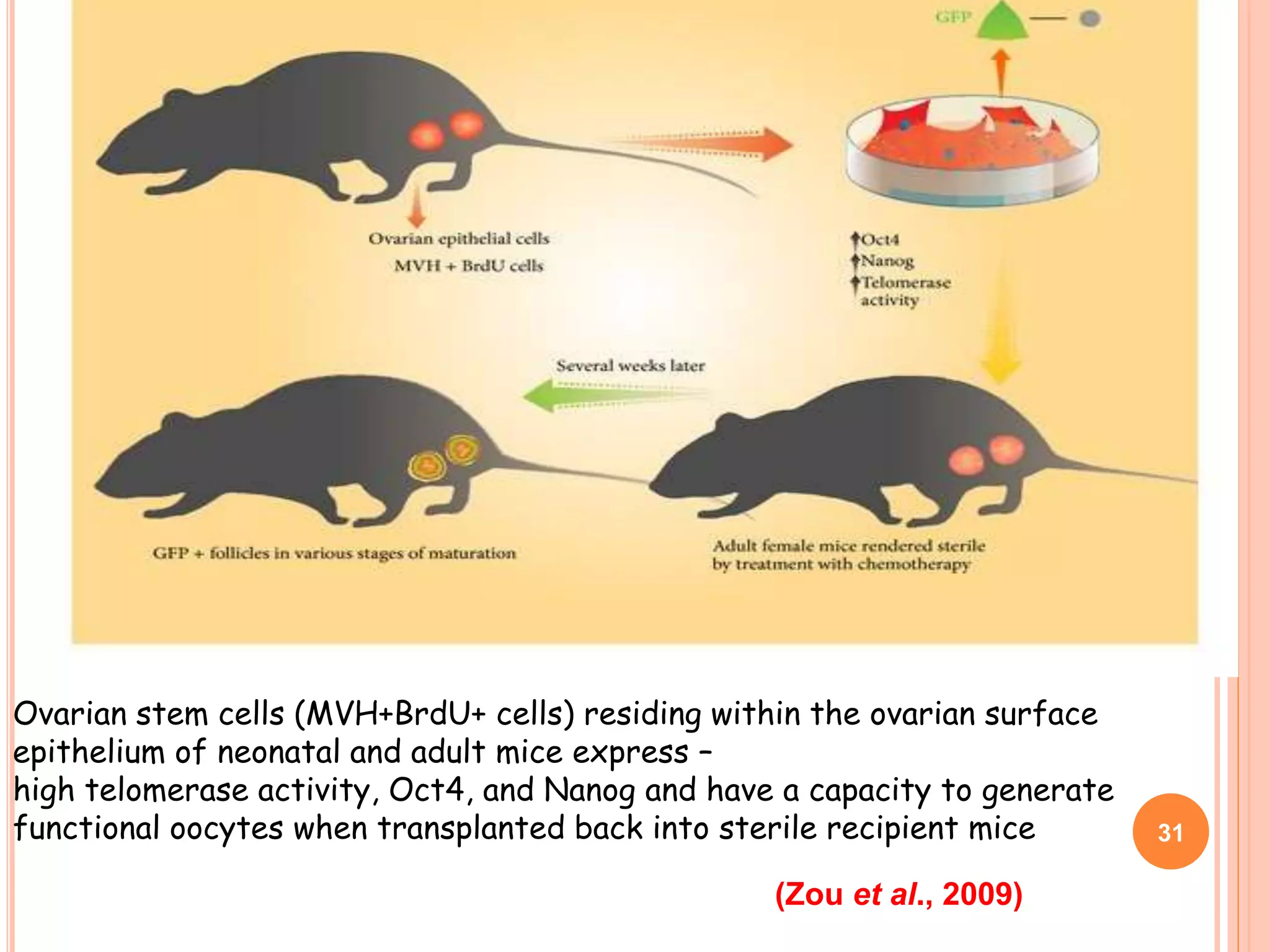 Ovarian stem cells (MVH+BrdU+ cells) residing within the ovarian surface
epithelium of neonatal and adult mice express –
high telomerase activity, Oct4, and Nanog and have a capacity to generate
functional oocytes when transplanted back into sterile recipient mice
(Zou et al., 2009)
31
 