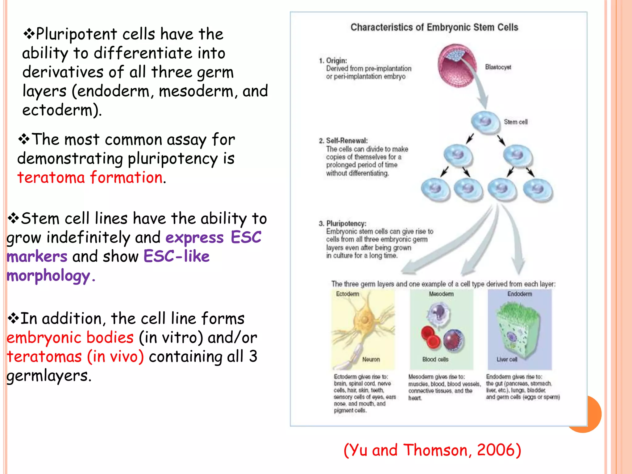 Pluripotent cells have the
ability to differentiate into
derivatives of all three germ
layers (endoderm, mesoderm, and
ectoderm).
The most common assay for
demonstrating pluripotency is
teratoma formation.
Stem cell lines have the ability to
grow indefinitely and express ESC
markers and show ESC-like
morphology.
In addition, the cell line forms
embryonic bodies (in vitro) and/or
teratomas (in vivo) containing all 3
germlayers.
(Yu and Thomson, 2006)
5
 
