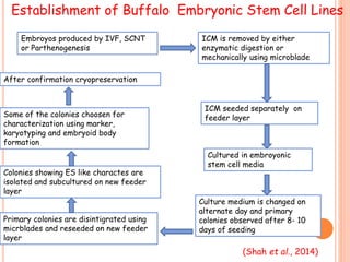 Establishment of Buffalo Embryonic Stem Cell Lines
Embroyos produced by IVF, SCNT
or Parthenogenesis
ICM is removed by either
enzymatic digestion or
mechanically using microblade
ICM seeded separately on
feeder layer
Cultured in embroyonic
stem cell media
Culture medium is changed on
alternate day and primary
colonies observed after 8- 10
days of seeding
Primary colonies are disintigrated using
micrblades and reseeded on new feeder
layer
Colonies showing ES like charactes are
isolated and subcultured on new feeder
layer
Some of the colonies choosen for
characterization using marker,
karyotyping and embryoid body
formation
After confirmation cryopreservation
(Shah et al., 2014)
 