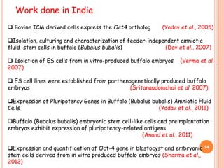 Work done in India
 Bovine ICM derived cells express the Oct4 ortholog (Yadav et al., 2005)
Isolation, culturing and characterization of feeder-independent amniotic
fluid stem cells in buffalo (Bubalus bubalis) (Dev et al., 2007)
 Isolation of ES cells from in vitro-produced buffalo embryos (Verma et al.
2007)
 ES cell lines were established from parthenogenetically produced buffalo
embryos (Sritanaudomchai et al. 2007)
Expression of Pluripotency Genes in Buffalo (Bubalus bubalis) Amniotic Fluid
Cells (Yadav et al., 2011)
Buffalo (Bubalus bubalis) embryonic stem cell-like cells and preimplantation
embryos exhibit expression of pluripotency-related antigens
(Anand et al., 2011)
Expression and quantification of Oct-4 gene in blastocyst and embryonic
stem cells derived from in vitro produced buffalo embryos (Sharma et al.,
2012)
14
 