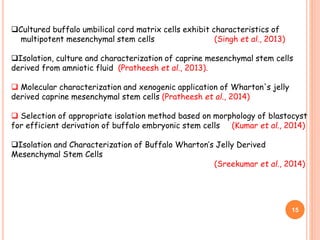 Cultured buffalo umbilical cord matrix cells exhibit characteristics of
multipotent mesenchymal stem cells (Singh et al., 2013)
Isolation, culture and characterization of caprine mesenchymal stem cells
derived from amniotic fluid (Pratheesh et al., 2013).
 Molecular characterization and xenogenic application of Wharton's jelly
derived caprine mesenchymal stem cells (Pratheesh et al., 2014)
 Selection of appropriate isolation method based on morphology of blastocyst
for efficient derivation of buffalo embryonic stem cells (Kumar et al., 2014)
Isolation and Characterization of Buffalo Wharton’s Jelly Derived
Mesenchymal Stem Cells
(Sreekumar et al., 2014)
15
 