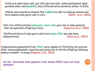 20
In vitro differentiated embryonic stem cells give rise to male gametes
that can generate offspring in mice (Nayernia et al., 2006)
Differentiation of male germ cells from human ESC has also been
demonstrated (Chen et al., 2007)
So far, functional male gametes from human iPSCs have not been
obtained.
Spermatozoa generated from iPSCs were capable of fertilizing the oocytes
after intracytoplasmatic injection and giving rise to fertile offspring following
embryo transfer in mouse (Hayashi et al., 2012)
SSC are adult stem cells, but SSC-derived cells, called multipotent adult
germline stem cells (maGSC), have differentiation potential similar to ESCs.
Nolte and coworkers showed that maGSC are able to undergo meiosis and
form haploid male germ cells in vitro (Nolte et al., 2010)
 