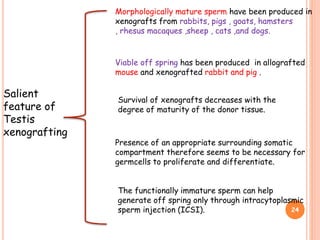 Salient
feature of
Testis
xenografting
Survival of xenografts decreases with the
degree of maturity of the donor tissue.
Presence of an appropriate surrounding somatic
compartment therefore seems to be necessary for
germcells to proliferate and differentiate.
24
The functionally immature sperm can help
generate off spring only through intracytoplasmic
sperm injection (ICSI).
Morphologically mature sperm have been produced in
xenografts from rabbits, pigs , goats, hamsters
, rhesus macaques ,sheep , cats ,and dogs.
Viable off spring has been produced in allografted
mouse and xenografted rabbit and pig .
 