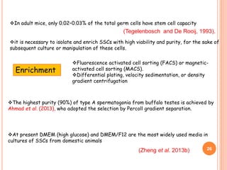 In adult mice, only 0.02–0.03% of the total germ cells have stem cell capacity
it is necessary to isolate and enrich SSCs with high viability and purity, for the sake of
subsequent culture or manipulation of these cells.
Fluorescence activated cell sorting (FACS) or magnetic-
activated cell sorting (MACS).
Differential plating, velocity sedimentation, or density
gradient centrifugation
The highest purity (90%) of type A spermatogonia from buffalo testes is achieved by
Ahmad et al. (2013), who adopted the selection by Percoll gradient separation.
At present DMEM (high glucose) and DMEM/F12 are the most widely used media in
cultures of SSCs from domestic animals
Enrichment
(Zheng et al. 2013b)
(Tegelenbosch and De Rooij, 1993).
26
 