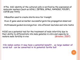 SSC are a potential tool for the treatment of male infertility due to
their ability to differentiate into male gametes in vitro and capacity to
restore male fertility in vivo (Brinster, 2007)
In indian contex it may have a potential benefit , as large number of
scrub bull can be converted in to potential fertile bull
The SSC identity of the cultured cells is verified by the expression of
molecular markers (such as UCHL1, ZBTB16, GFRa1, NANOG2, POU5F1,
CSF1R and THY1)
Busulfan used to create sterile mice for transplt.
Lac-Z gene used as marker-successful germ line propagation observed
Ultrasound guided microinjection into efferent ductules and rete-testis
27
 