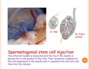 Spermatogonial stem cell injection
The efferent bundle is dissected and the tip of the needle is
placed into it and guided to the rete. Then pressure is applied to
the cell suspension in the needle and it is pushed into the rete and
then into the tubules
28
A—Rat
B—Farm
animal
 
