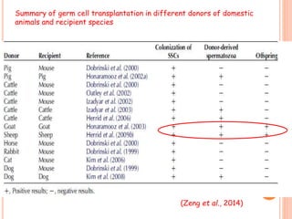 Summary of germ cell transplantation in different donors of domestic
animals and recipient species
29
(Zeng et al., 2014)
 
