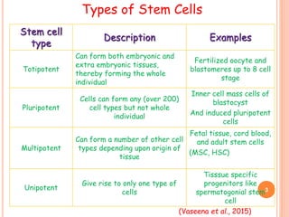 Types of Stem Cells
Stem cell
type
Description Examples
Totipotent
Can form both embryonic and
extra embryonic tissues,
thereby forming the whole
individual
Fertilized oocyte and
blastomeres up to 8 cell
stage
Pluripotent
Cells can form any (over 200)
cell types but not whole
individual
Inner cell mass cells of
blastocyst
And induced pluripotent
cells
Multipotent
Can form a number of other cell
types depending upon origin of
tissue
Fetal tissue, cord blood,
and adult stem cells
(MSC, HSC)
Unipotent
Give rise to only one type of
cells
Tisssue specific
progenitors like
spermatogonial stem
cell
3
(Vaseena et al., 2015)
 