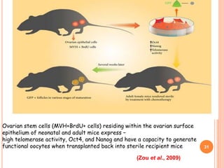 Ovarian stem cells (MVH+BrdU+ cells) residing within the ovarian surface
epithelium of neonatal and adult mice express –
high telomerase activity, Oct4, and Nanog and have a capacity to generate
functional oocytes when transplanted back into sterile recipient mice
(Zou et al., 2009)
31
 