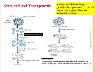 Stem cell and Transgenesis
Animals which have been
genetically engineered to contain
one or more genes from an
exogenous source.
35
 