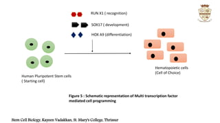 Stem cell programming | PPTX