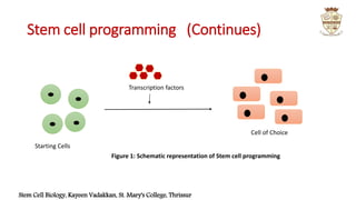 Stem cell programming | PPTX