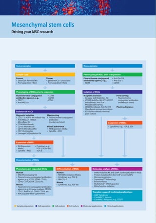 Stem Cell quick guide 2013 | PDF