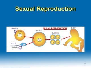 Sexual ReproductionSexual Reproduction
The Association of Reproductive Health Professionals
1313
 