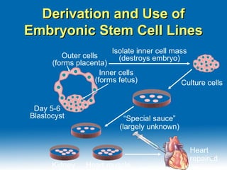 Derivation and Use ofDerivation and Use of
Embryonic Stem Cell LinesEmbryonic Stem Cell Lines
Isolate inner cell mass
(destroys embryo)
Heart muscleKidney
“Special sauce”
(largely unknown)
Day 5-6
Blastocyst
Inner cells
(forms fetus)
Outer cells
(forms placenta)
Heart
repaired
Culture cells
1515
 