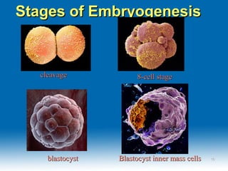 Stages of EmbryogenesisStages of Embryogenesis
blastocystblastocyst Blastocyst inner mass cellsBlastocyst inner mass cells
8-cell stage8-cell stagecleavagecleavage
1616
 