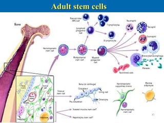 AdultAdult stemstem cellscells
2323
 