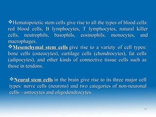 Hematopoietic stem cells give rise to all the types of blood cells:Hematopoietic stem cells give rise to all the types of blood cells:
red blood cells, B lymphocytes, T lymphocytes, natural killerred blood cells, B lymphocytes, T lymphocytes, natural killer
cells, neutrophils, basophils, eosinophils, monocytes, andcells, neutrophils, basophils, eosinophils, monocytes, and
macrophages.macrophages.
Mesenchymal stem cellsMesenchymal stem cells give rise to a variety of cell types:give rise to a variety of cell types:
bone cells (osteocytes), cartilage cells (chondrocytes), fat cellsbone cells (osteocytes), cartilage cells (chondrocytes), fat cells
(adipocytes), and other kinds of connective tissue cells such as(adipocytes), and other kinds of connective tissue cells such as
those in tendons.those in tendons.
Neural stem cellsNeural stem cells in the brain give rise to its three major cellin the brain give rise to its three major cell
types: nerve cells (neurons) and two categories of non-neuronaltypes: nerve cells (neurons) and two categories of non-neuronal
cells—astrocytes and oligodendrocytes.cells—astrocytes and oligodendrocytes.
2626
 